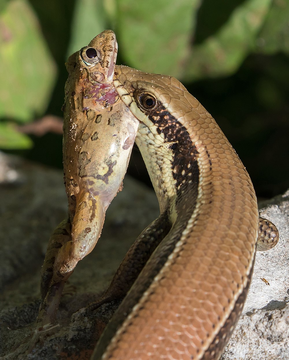 Eutropis macularia (scinque) mangeant une grenouille, au Laos