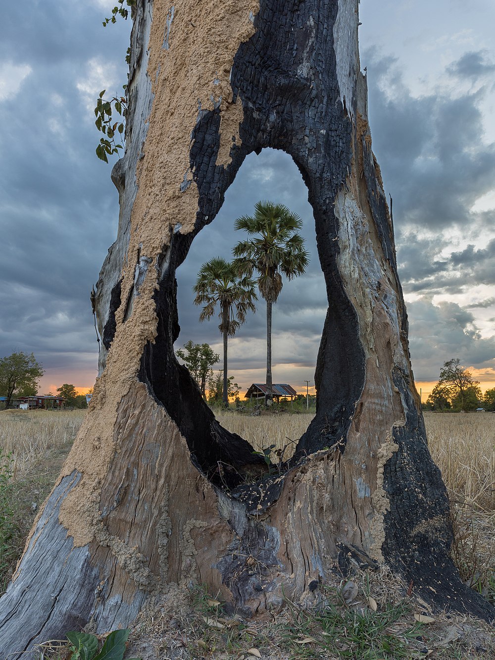 palm trees in the fields viewed through a hole in a tree trunk