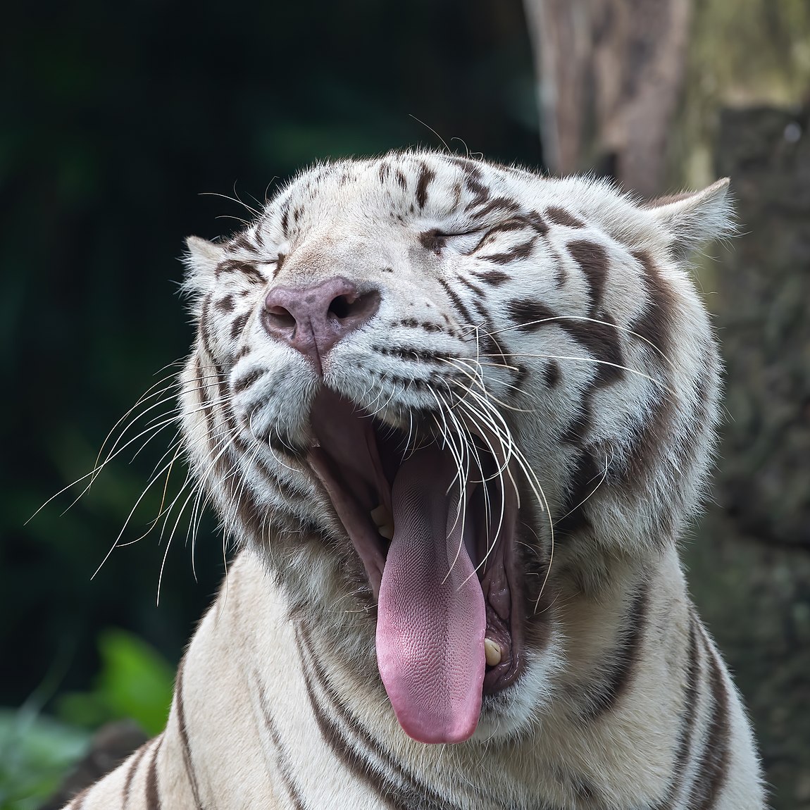 Close-up view of the head of a white tiger, yawning with the tongue out