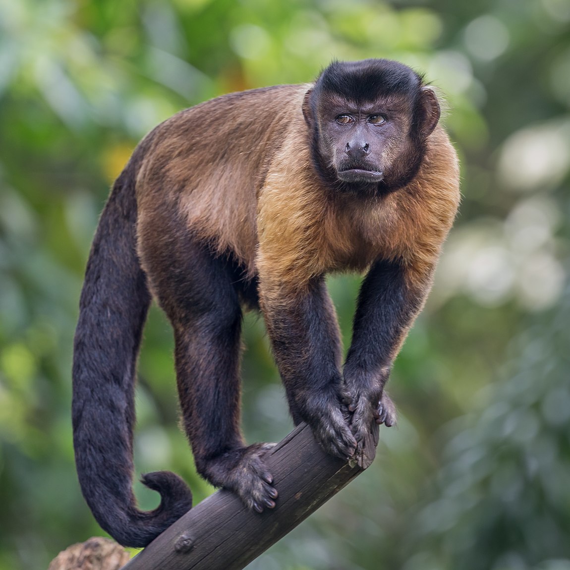 Sapajus apella (Tufted capuchin)