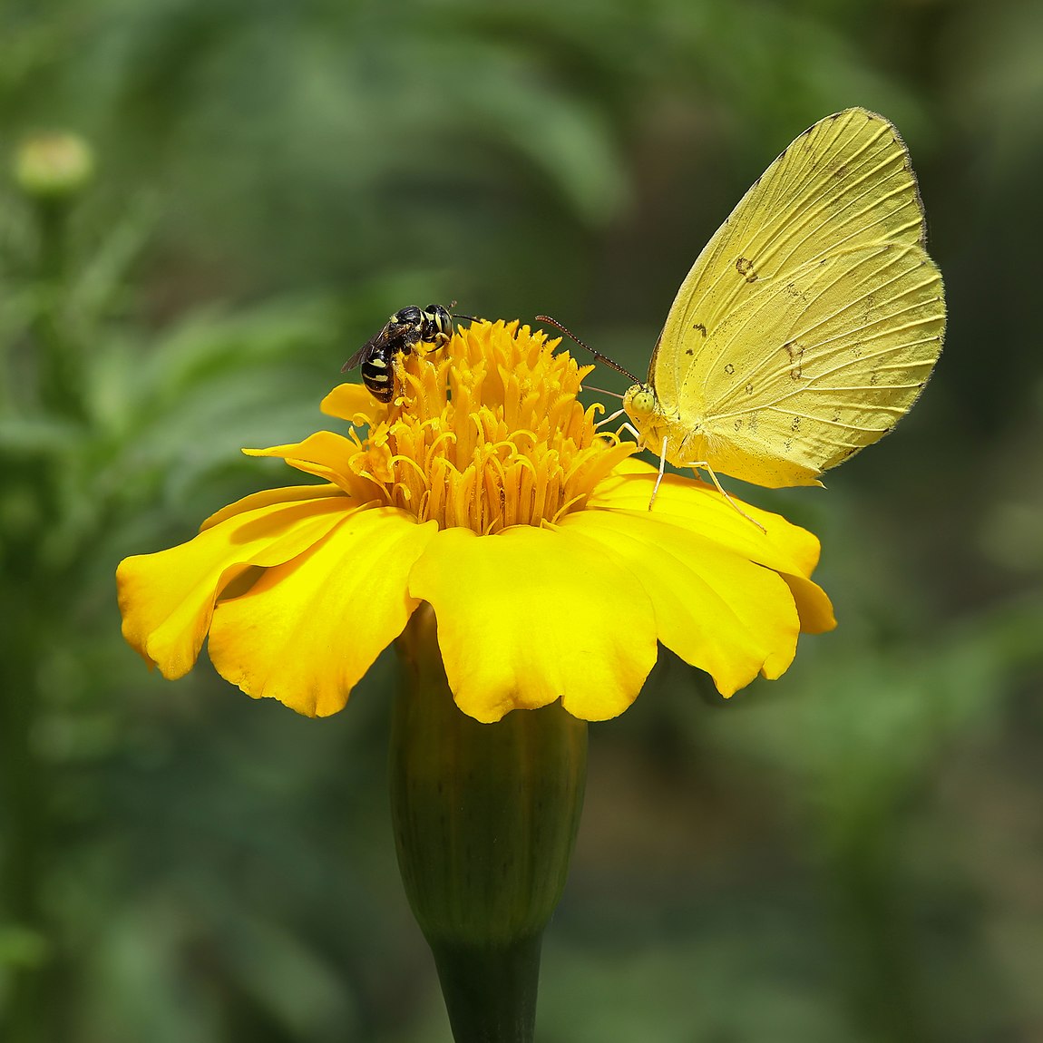 Vespidae (wasp) and Eurema blanda (three-spot grass yellow) butterfly on a tagetes lucida