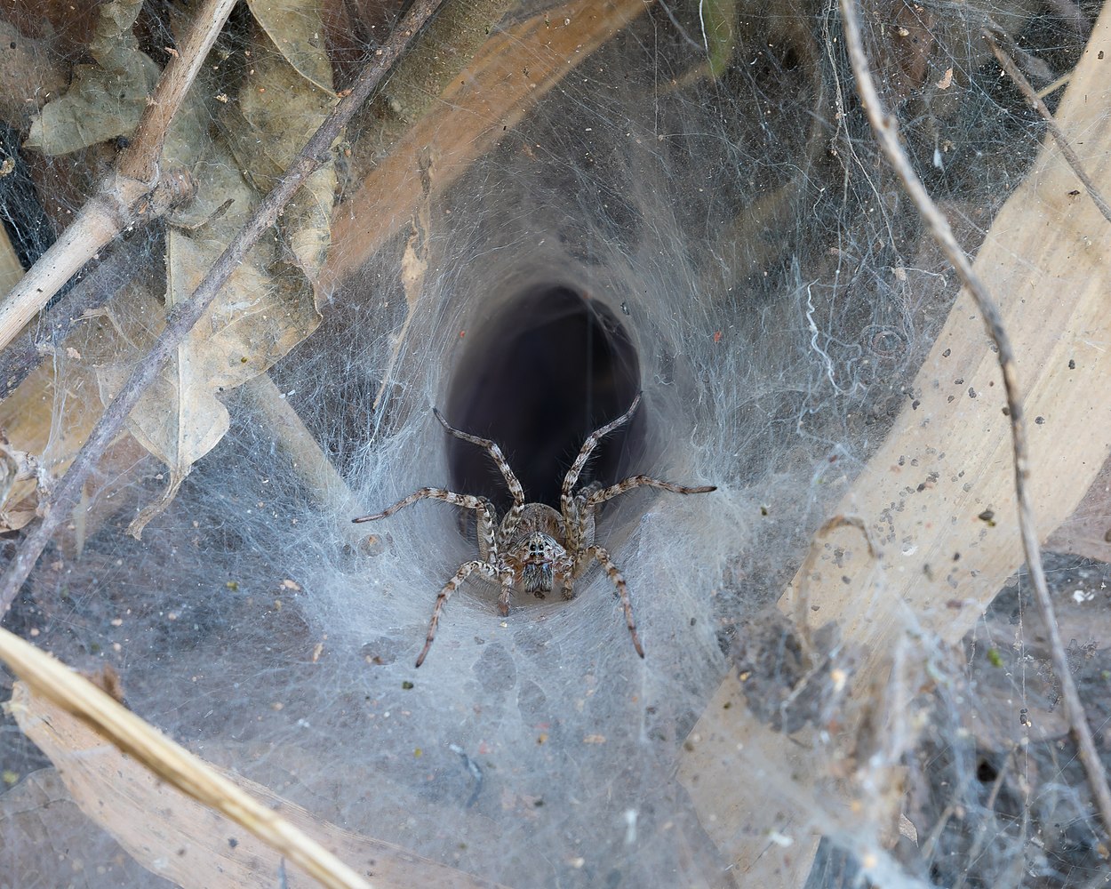  Hippasa holmerae (araignée loup) dans sa toile en tube