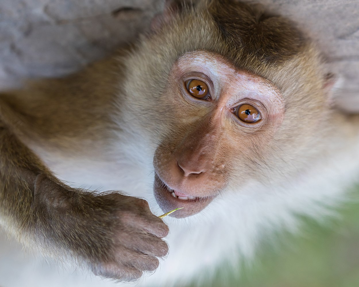  Macaca fascicularis (macaque crabier) allongé sur le dos et fixant l'observateur