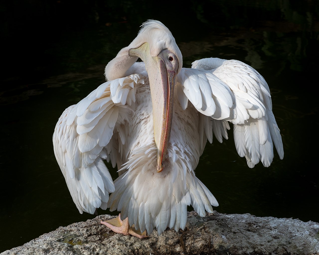  Pelecanus onocrotalus (Pélican blanc) se lavant les plumes du dos