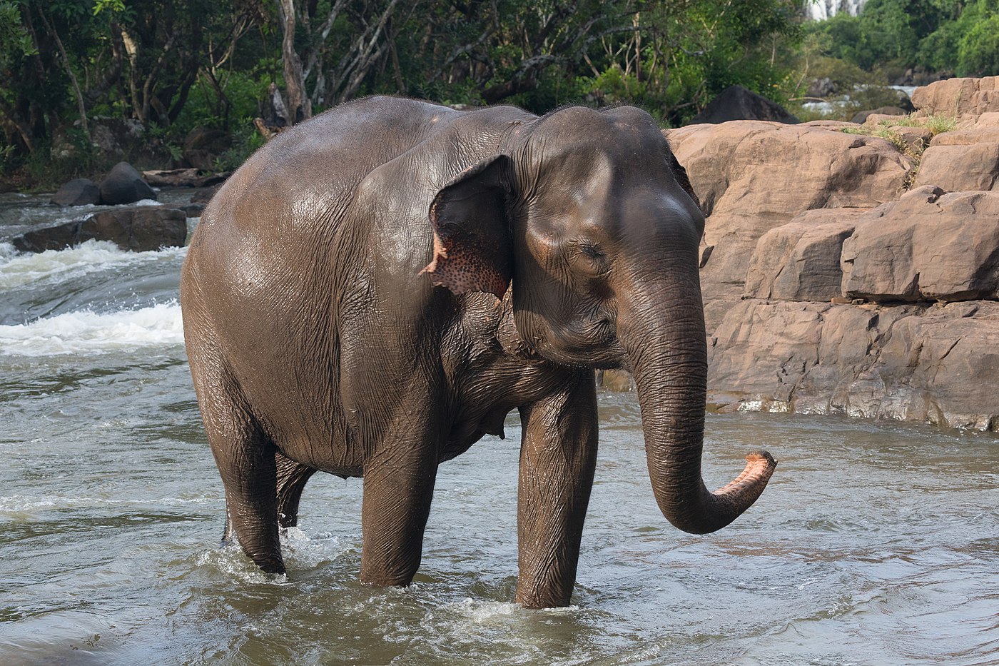 Asian elephant (Elephas maximus), female, walking in Tad Lo river