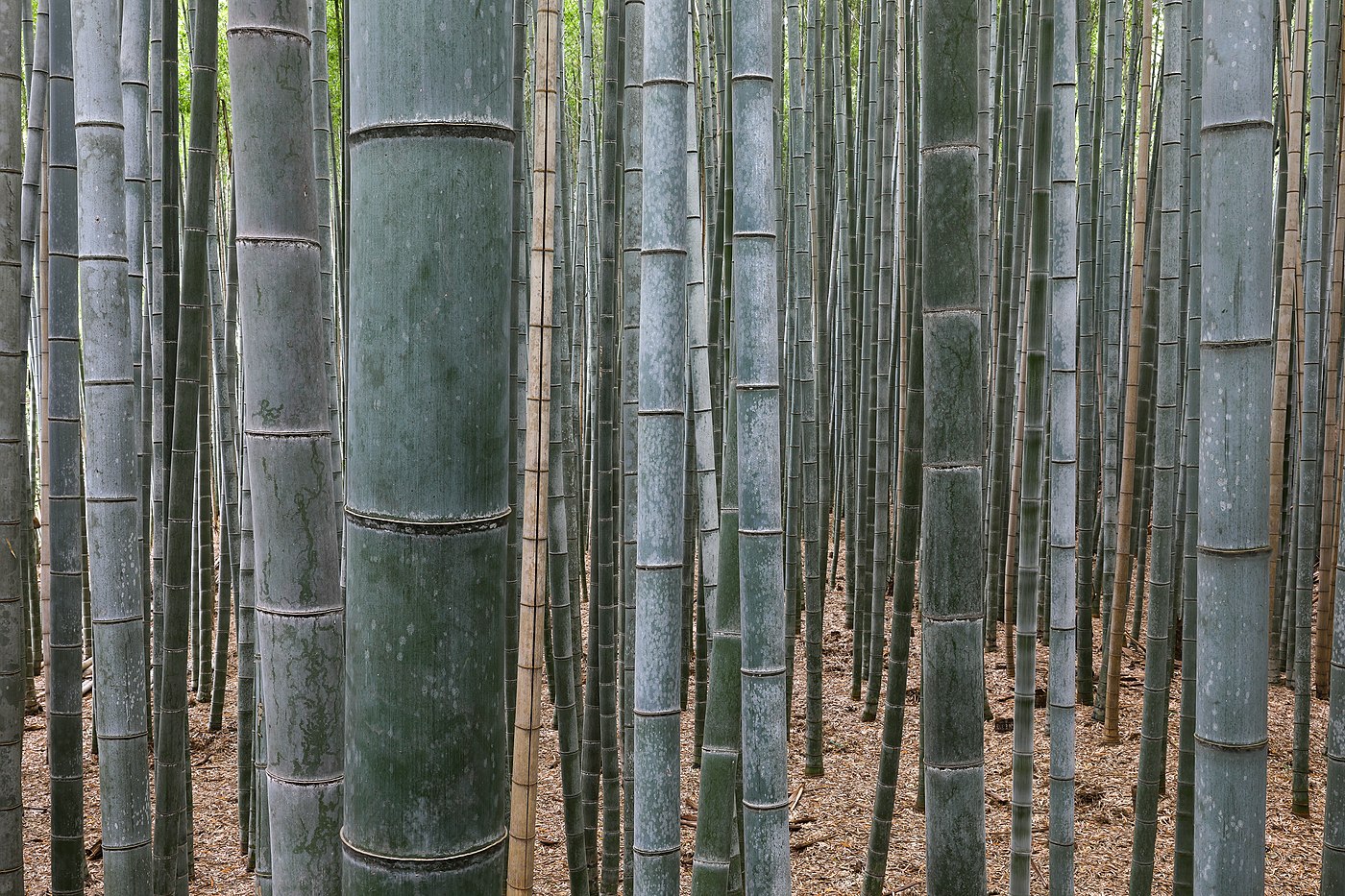Forêt de bambous, Arashiyama, Kyoto, Japon.