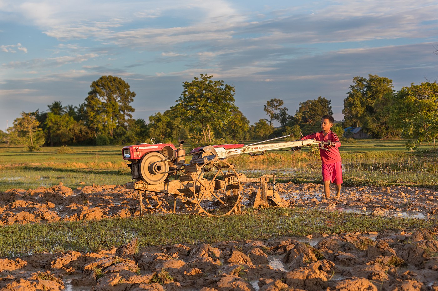 Boy wearing red clothing driving a tractor to plow a paddy field