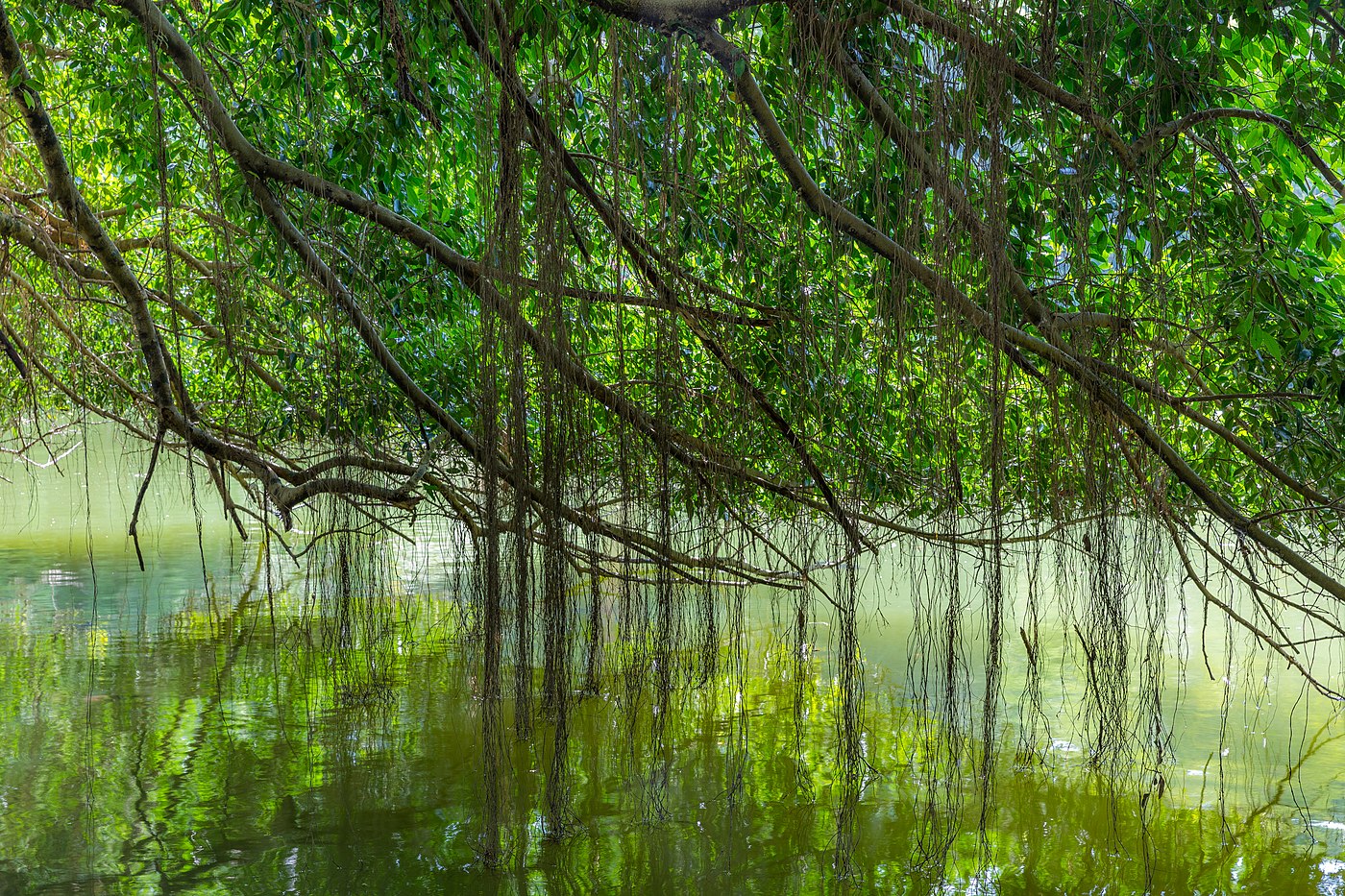 Branches courbes d'un Ficus kurzii (Burmese Banyan) de 150 ans