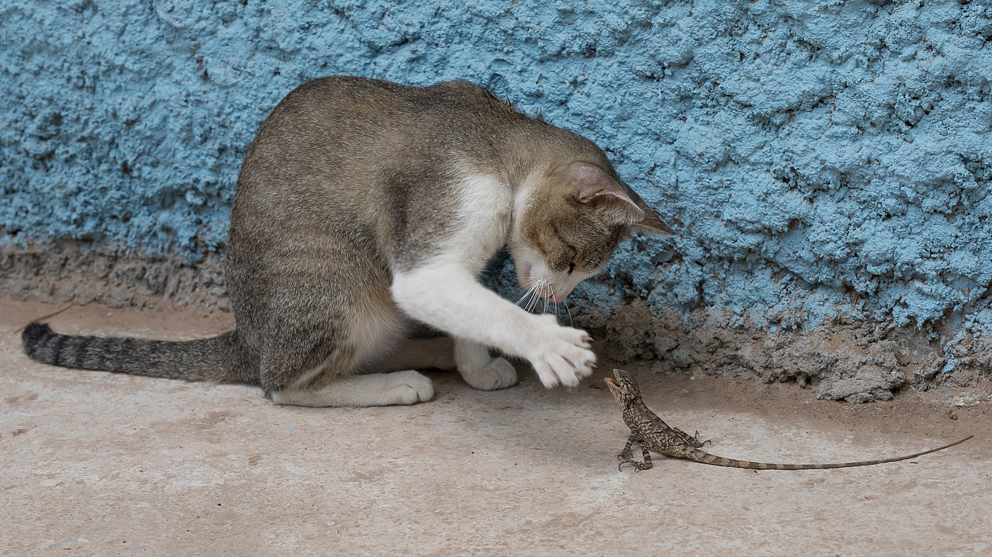 Chat domestique assis jouant avec un Calotes versicolor