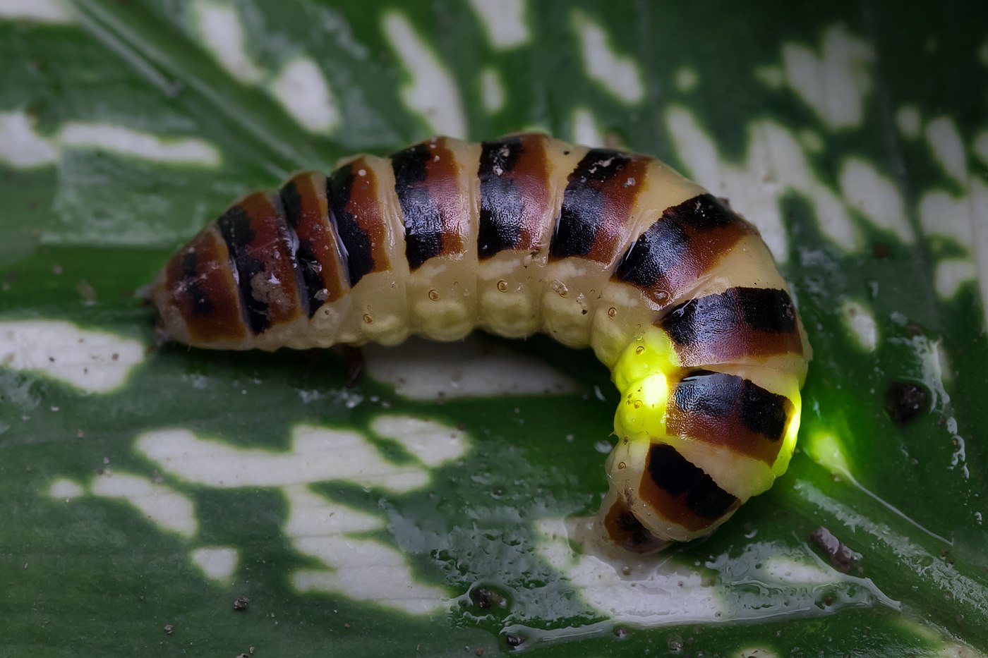  Vue rapprochée d'un coléoptère bioluminescent Elateroidea