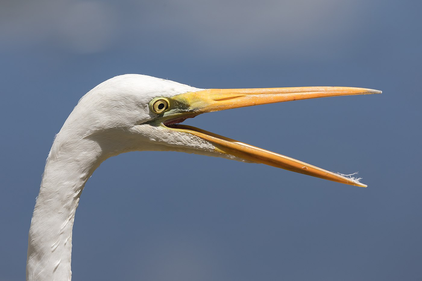 Eastern great egret (Ardea alba modesta) with open beak