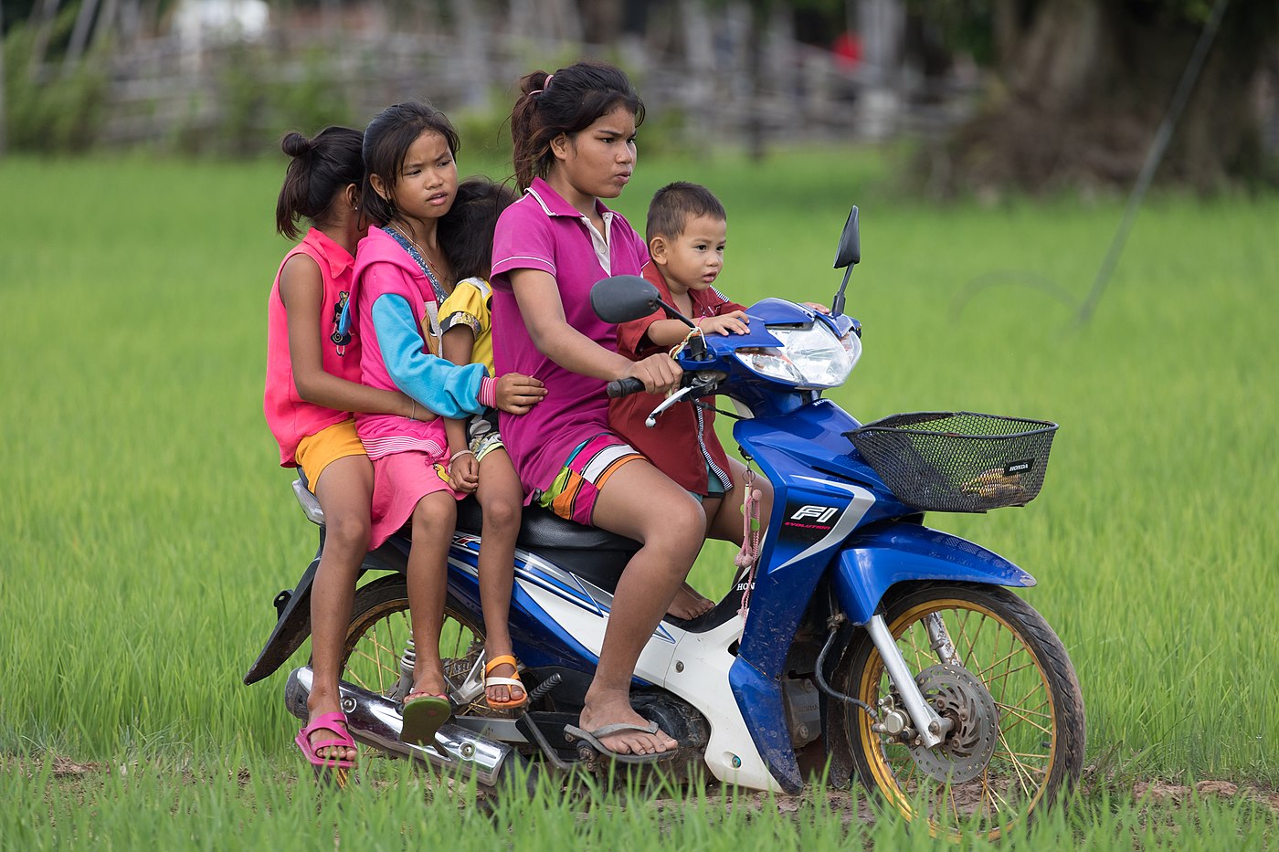 Girl riding a motorcycle in the rice fields