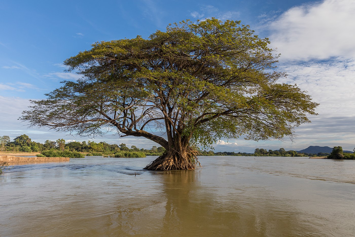 Submerged Samanea saman (Albizia saman or rain tree) in the Mekong