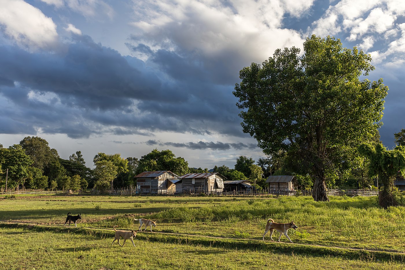 Four dogs trotting in the countryside of Don Det, Si Phan Don, Laos, at golden hour