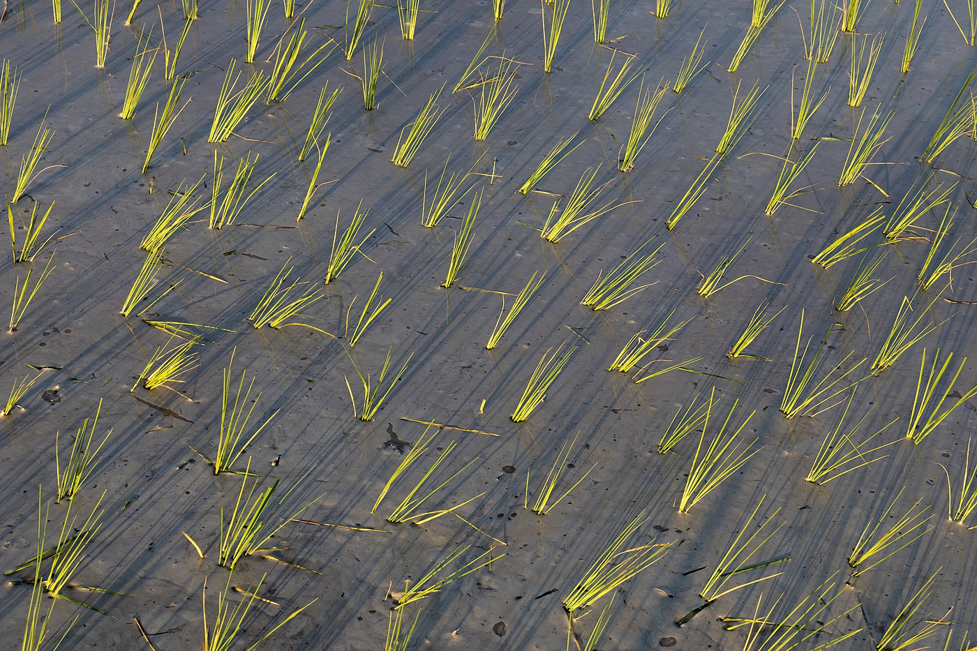 Gerbes de riz vert plantées dans une rizière, à l'heure dorée