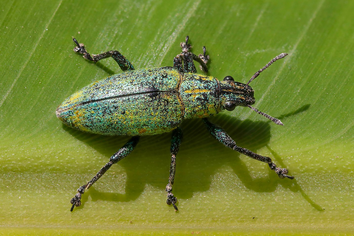 Brilliant metallic green Hypomeces squamosus (weevil)