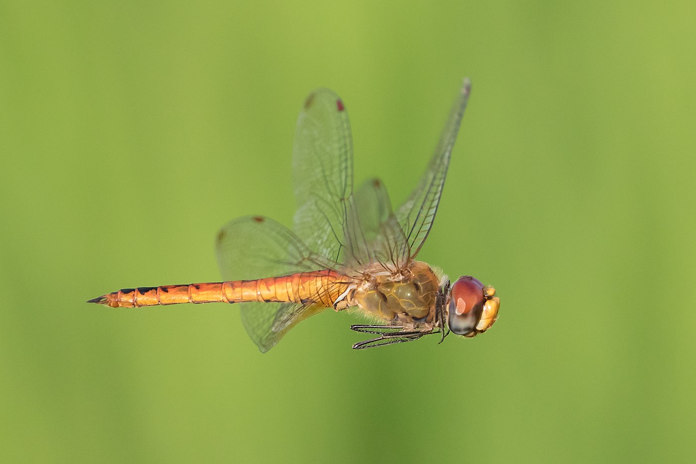 Pantala flavescens (globe skimmer, globe wanderer or wandering glider) male, in flight