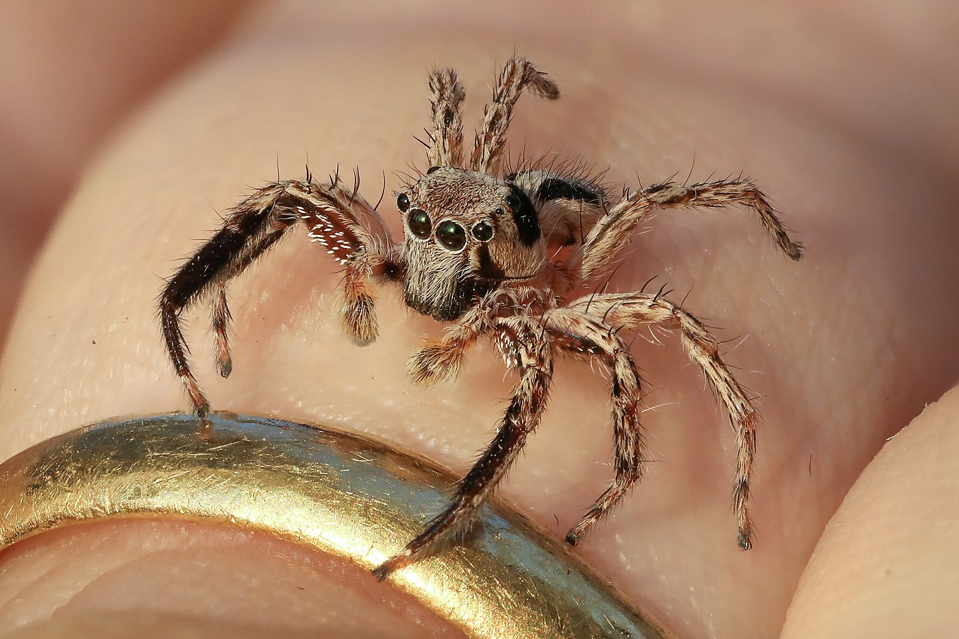 Plexippus petersi (araignée sauteuse), mâle, sur un doigt humain, Laos