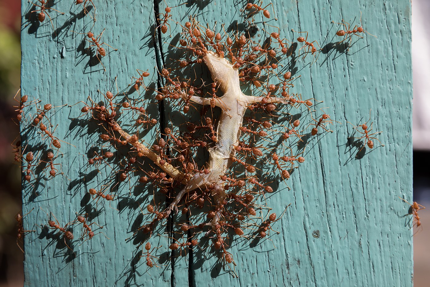  Oecophylla smaragdina (red weaver ants) transporting a dead gecko