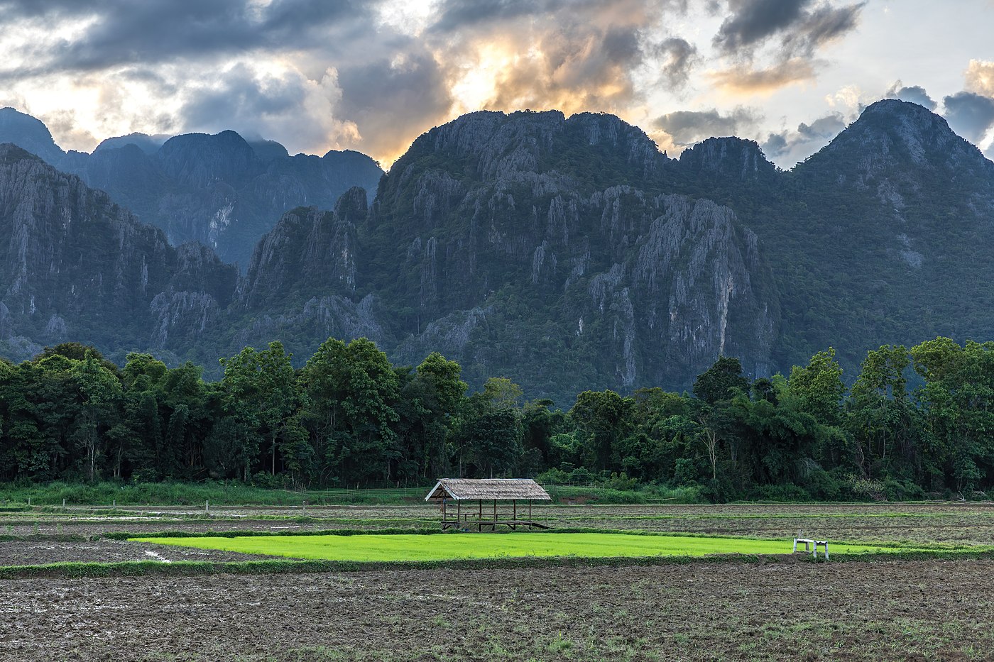 Square plot of a green paddy field isolated among muddy fields