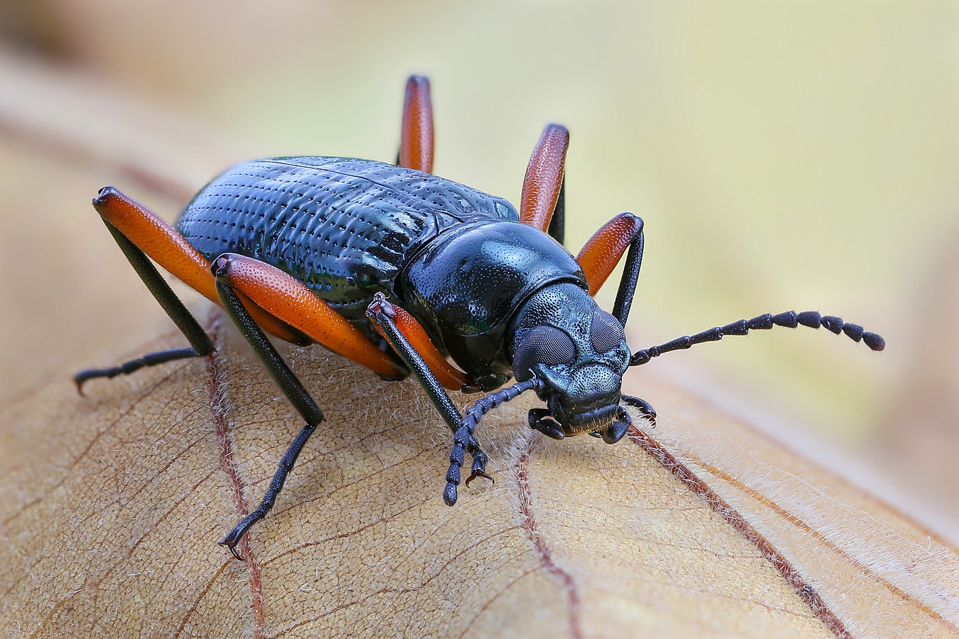 Tenebrionidae Strongylium (Darkling beetle) Laos