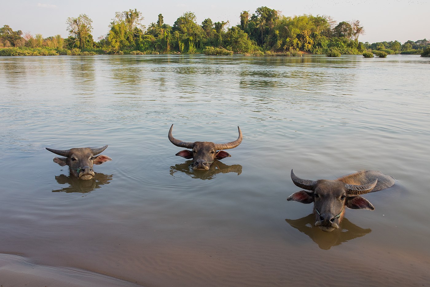 Trois Bubalus bubalis (water buffaloes) bathing in the Mekong in Laos their heads above water