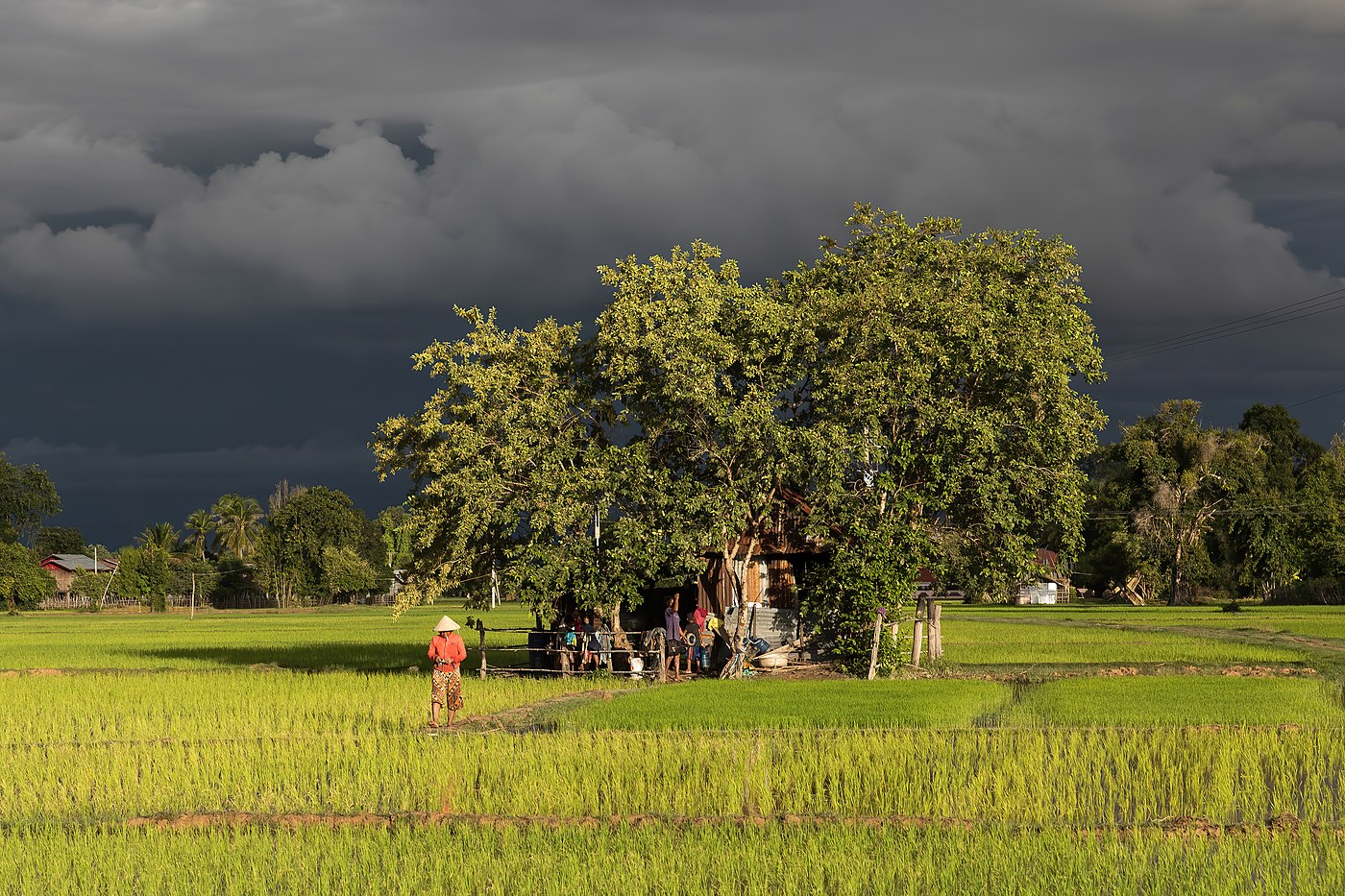 Petite maison en bois et tôles rouillées, habitée et entourée d'arbres