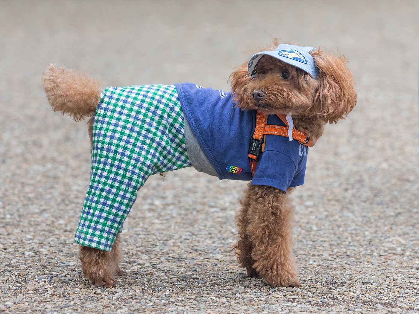 Toy Poodle wearing clothes in Ueno Park, Tokyo, Japan