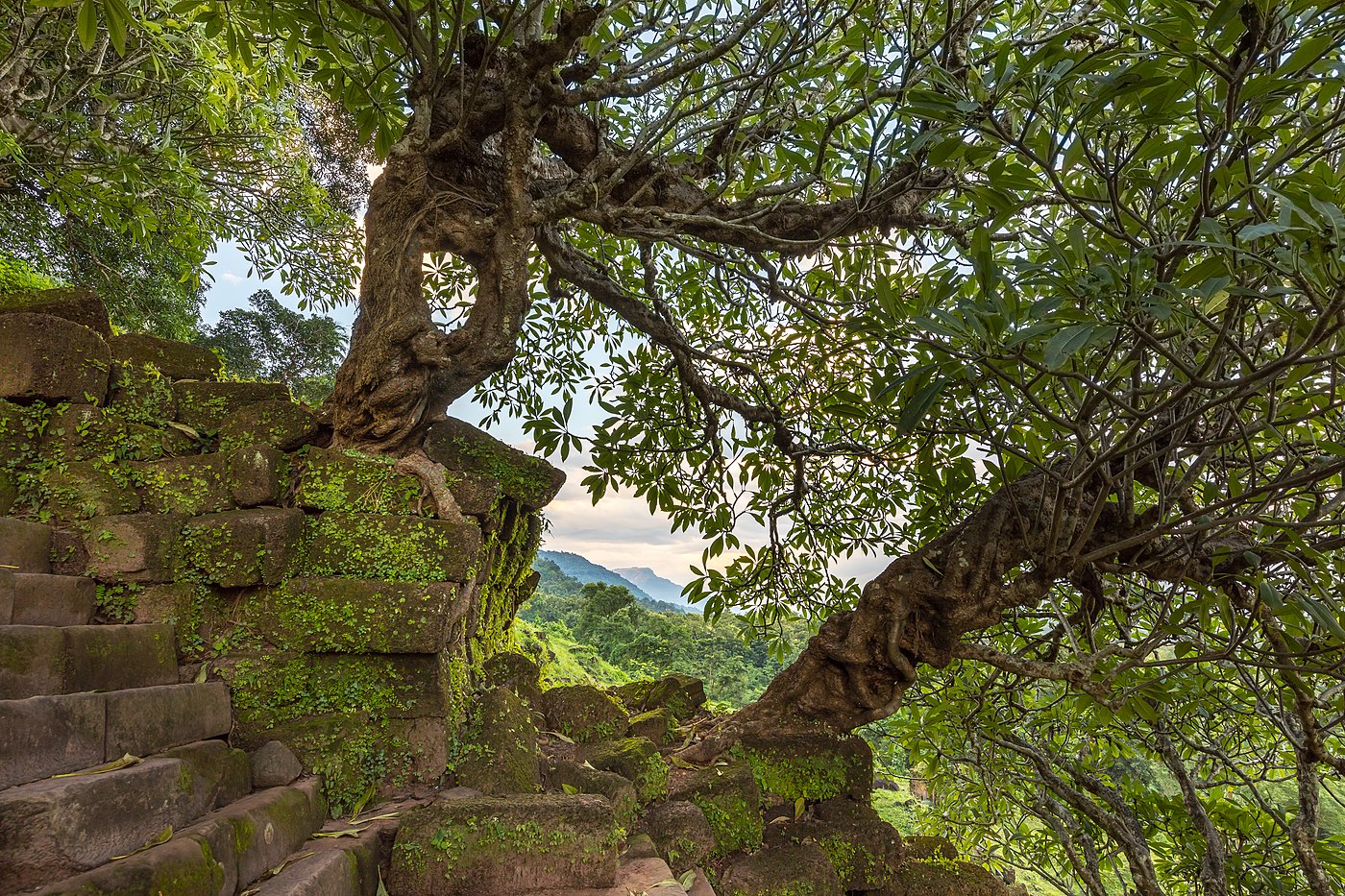 Twisted, hollow and leaning Plumeria tree trunks (Frangipani)