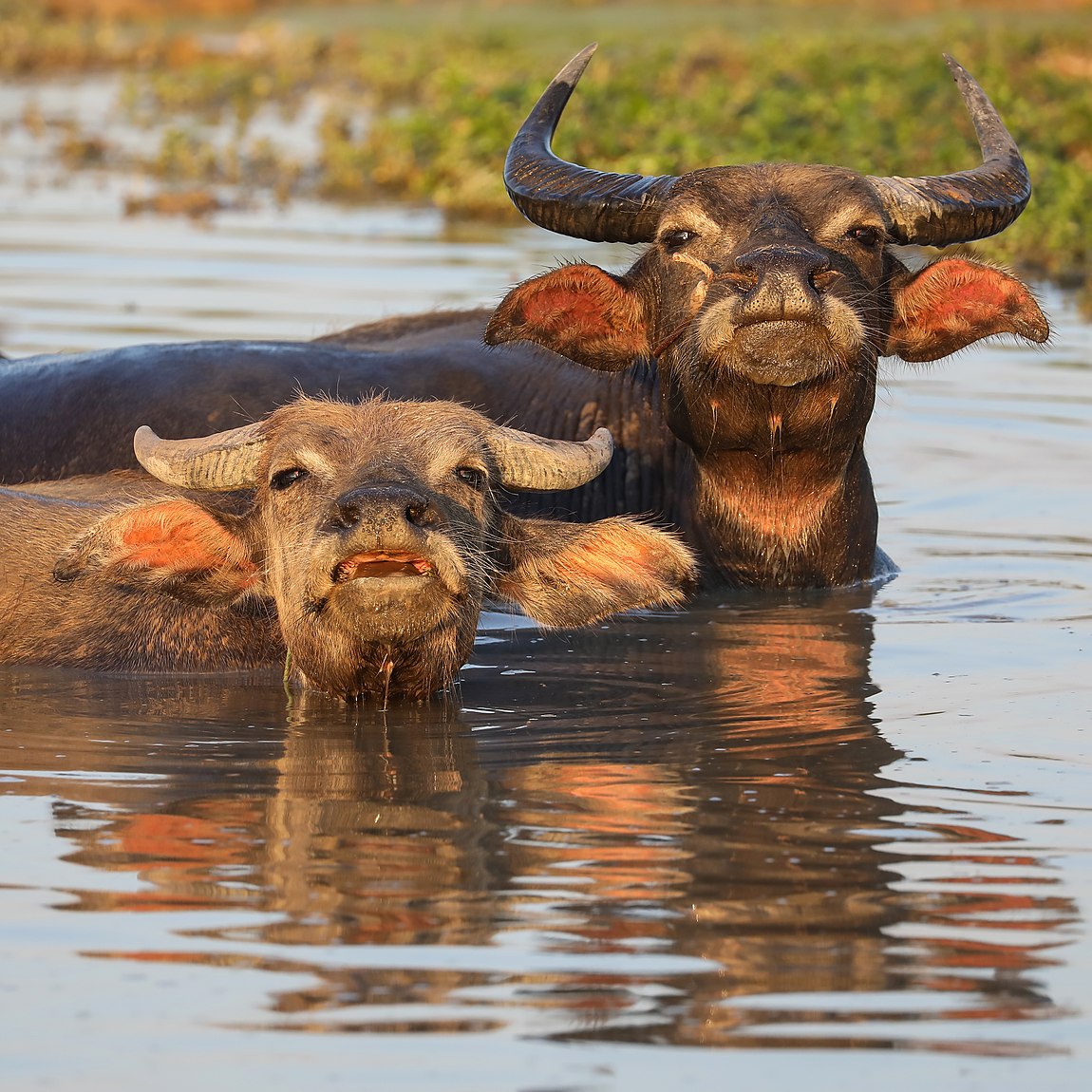 Bubalus bubalis (water buffaloes) bathing at sunset in a pond of Don Det (Si Phan Don, Laos)
