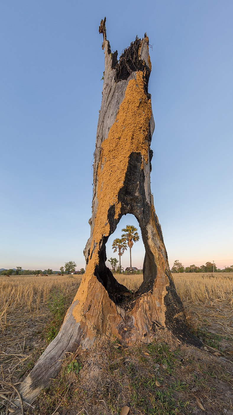 palm trees in the fields viewed through a hole in a tree stump damaged by fire in Don Tao (Si Phan Don, Laos), at sunrise
