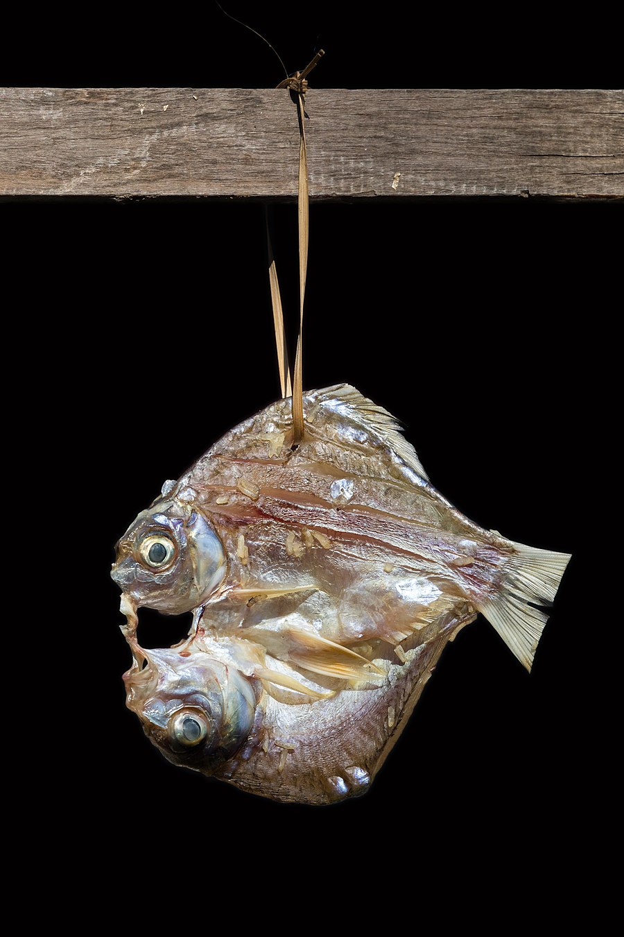 Mekong fish hanging on a rack and drying in the sun