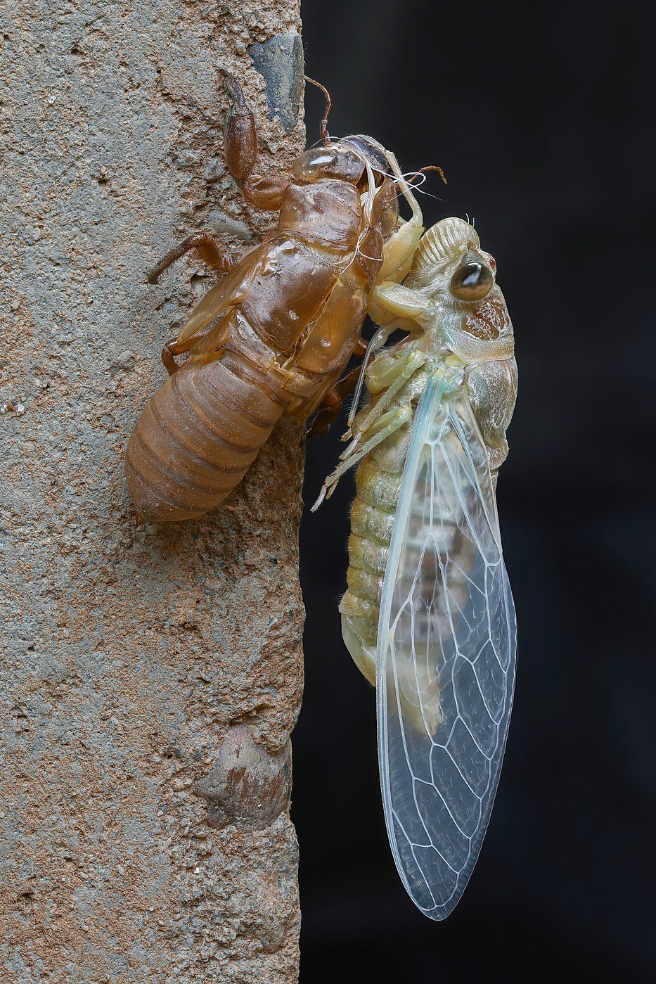 Cicadidae Dundubia (cicada) standing next to its exuvia