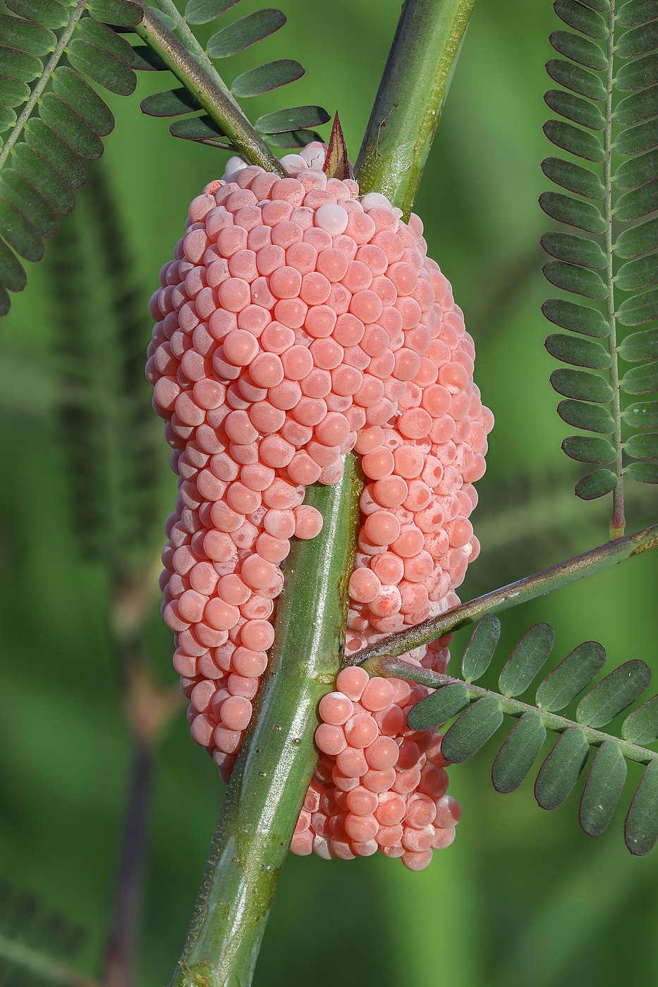 Golden apple snail pink eggs on a stem, in a rice field