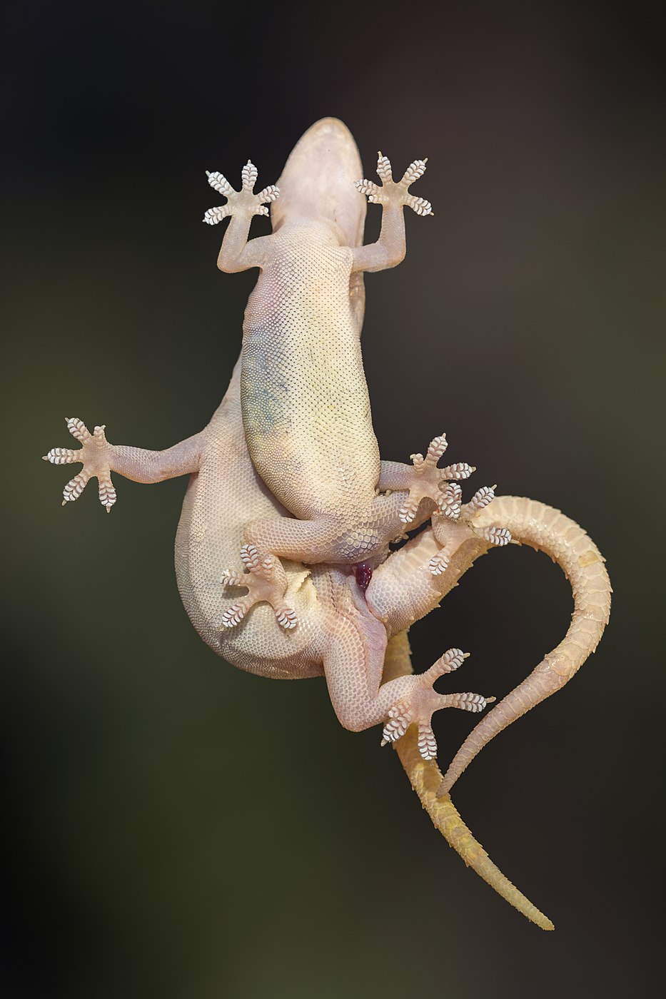 Accouplement de Geckos d'Asie (Hemidactylus frenatus)